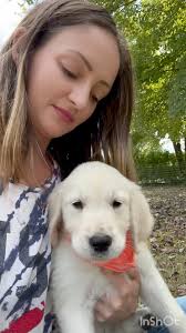 Avalon English Retrievers