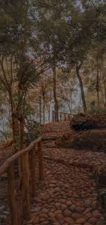 Koleksi wallpaper hd berukuran besar. Hutan Pinus Hutan