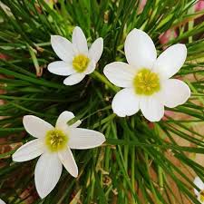 Image result for Zephyranthes candida