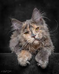 Pin On Beauty Cats