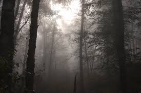 Follow the vibe and change your wallpaper every day! 44 Foggy Forest Wallpaper On Wallpapersafari
