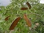 Image result for Brachystegia spiciformis × microphylla