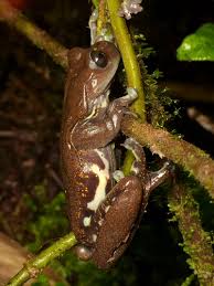 Image result for Hyloscirtus criptico