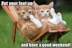 CAT friday memes Weekend funny — Steemit