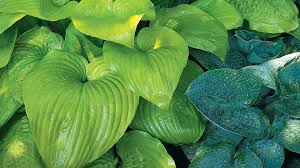Check spelling or type a new query. Garden Gate S Best Hostas Garden Gate