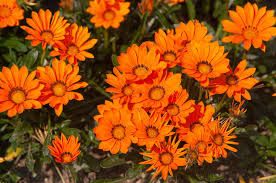 Gazania are long bloomers and some have large 4 blooms in bright yellow, orange, red, pink and white (or many combinations of these colors) that flower from well from fall, through winter and into spring. How To Grow And Care For Gazania Treasure Flower