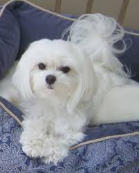 Bebe At 5 Years Old Perro Maltes Perros Mascotas Perros