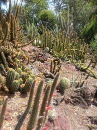 Keep reading to learn exactly how remember that cacti originated in desert environments where the sun shines bright. Australian Cactus Succulents Cacti And Succulents Plants