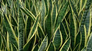 They are all evergreen and can grow anywhere from 8 inches (20 cm.) to 12 feet (3.5 m.) high. Dracaena Trifasciata Wikipedia