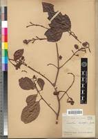 Image result for Combretum coriifolium