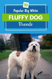 14 small white dog breeds to add to your family asap. 10 Popular Big White Fluffy Dog Breeds That Belong On The Countryside