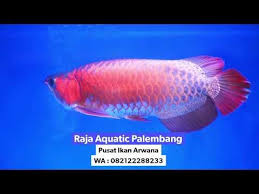 7 Jenis Ikan Arwana Termahal Di Dunia Dan Harganya In 2020 Palembang Golden Red Aquatic