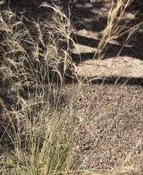 Image result for Aristida leucophaea