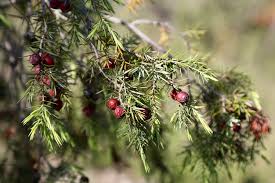 Image result for Cupressaceae