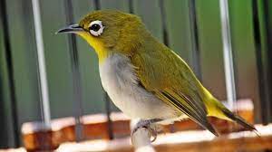 Suara Lebih Ngebas Pleci Auriventer Naik Daun Tribunjogja Com