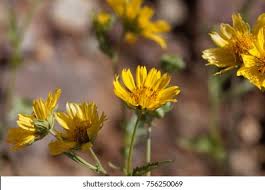 Image result for Guizotia scabra