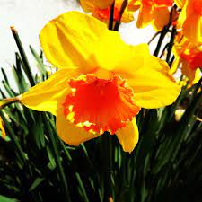 Daffodils Pic By Me Daffodils Flowers Daffodil Flower Daffodils Flowers