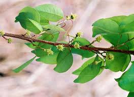 Image result for Maprounea