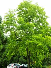 Image result for Robinia