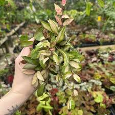 Image result for Begonia lacunosa