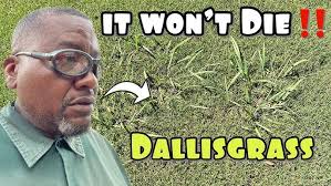 How to kill Dallisgrass with bulb applicator