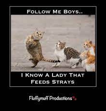 Yes That Would Be Me And Like Omg Get Some Yourself Some Pawtastic Adorable Cat Apparel Feral Cats Cute Funny Animals Funny Animals