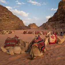 Racing camels, photos and information about racing camels in the uae. Wadi Rum Desert National Geographic Via Instagram
