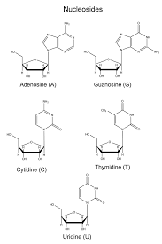 Nucleoside Vs Nucleotide The Small Yet Significant Difference Biology Notes Student Motivation Covalent Bonding