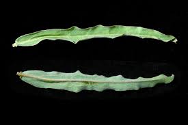 Image result for Adenia zambesiensis