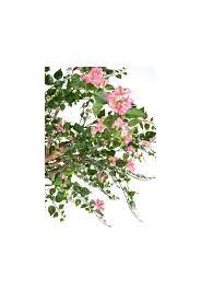 Artificial Bougainvillea Canopy Tree 2 8m The Artificial Plants Shop