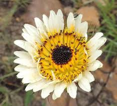 Image result for Hibiscus migeodii