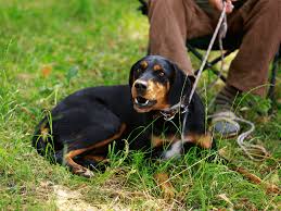 Image result for slovenský kopov