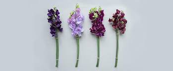The top countries of suppliers are china, vietnam, and taiwan, china, from which the percentage of flowers smell nice supply is 85%, 1. Ten Sweet Smelling Facts About Sweet Peas The Real Flower Company Blog