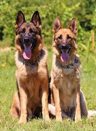 See indian wild dog stock video clips. German Shepherd Names Over 200 Great Ideas For Boy And Girl Dogs