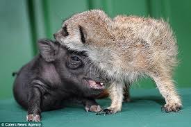 Lion King S Timon And Pumbaa For Real Cuddly Animals Timon And Pumbaa Animals