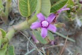 Image result for Raphionacme hirsuta