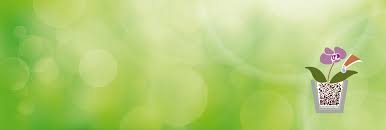 Du musst die orchidee nicht jedes mal umtopfen, wenn sie geblüht hat und sie sollte eigentlich nicht öfter als alle 18 bis 24 monate umgetopft werden. Orchideen Umtopfen Mit Seramis Seramis