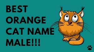 No, scream out strength. the name you eventually choose should fit, not only her appearance, but her physical or mental strength. Orange Cat Name Male 43 Great Names Ideas Names Youtube