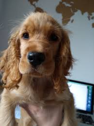 This suffering may be in a physical or mental sense. Samuel Pollen On Twitter No Pain Au Chocolat No Gain Au Chocolat