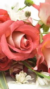 640x1136 px / #67602 / file type: 85 Rose Wallpaper For Iphone