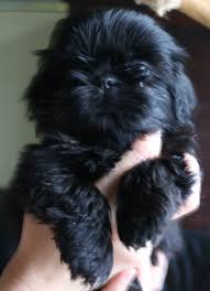 Shih Tzu Dog Black And Brown Chanel Sweet Shihtzu Puppy Shih Tzu Puppy Shih Tzu Dog Puppies
