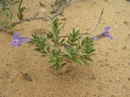 Image result for Aptosimum