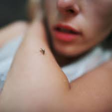 Doch es gibt zum glück viele möglichkeiten, mücken aus der wohnung, insbesondere dem schlafzimmer, fernzuhalten! Enthullt Warum Mucken Manche Menschen Mehr Lieben Als Andere Brigitte De