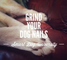 dog nail trims part 5 how to trim your