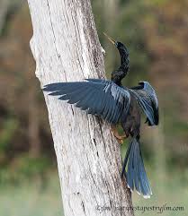 Anhingah Snake Bird Kus