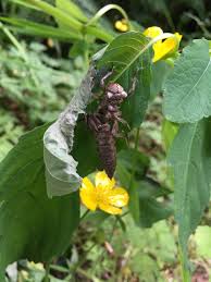 Image result for Exotheca