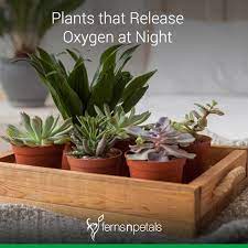 If you don't let the wound heal before planting, the cutting. Do You Know Which Plants Release Oxygen At Night