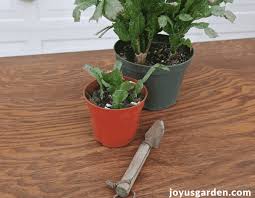 Post a pic before doing anything like that. How To Propagate Christmas Cactus By Stem Cuttings