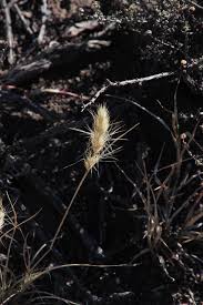 Image result for Aristida congesta