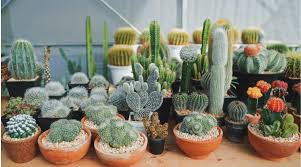 Cactus is a type of plant that can store large amounts of water and survive in extremely hot and dry certain species are listed as endangered, but luckily, trade of most species of cacti is prohibited by size of cactus depends on the species. Cactus Growing Guide 13 Easy And Beneficial Cacti For Your Home